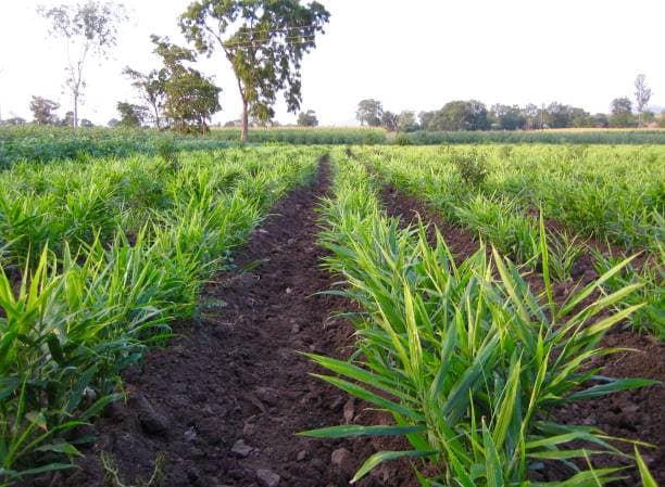 Jengibre en Planta